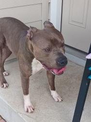 Found/Stray Male Dog last seen Barbarossa and Link rd, Guadalupe County, TX 78130