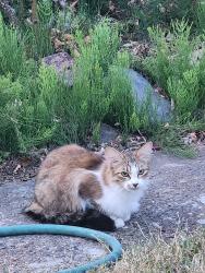 Found/Stray Female Cat last seen N 42nd and N Visscher, Tacoma, WA 98407