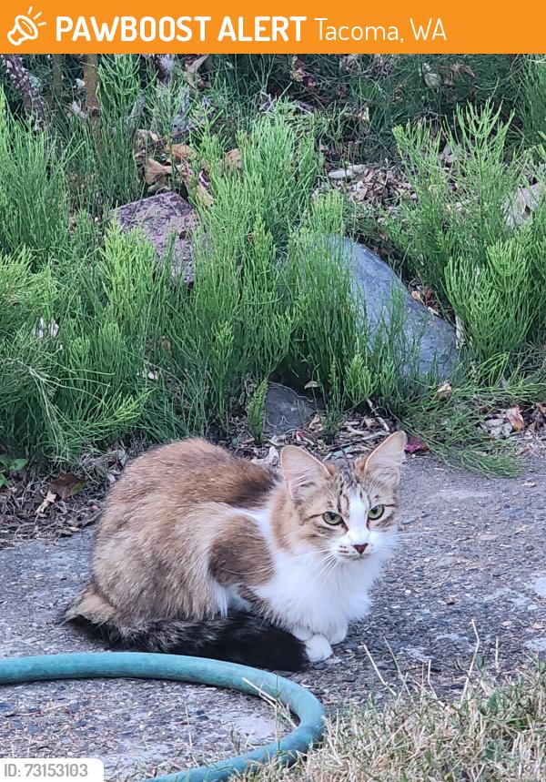 Found/Stray Female Cat last seen N 42nd and N Visscher, Tacoma, WA 98407