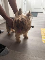 Found/Stray Unknown Dog last seen Audie Murphy and GoetZ, Menifee, CA 92587