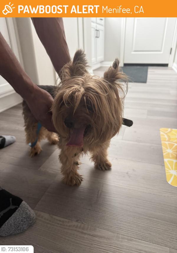 Found/Stray Unknown Dog last seen Audie Murphy and GoetZ, Menifee, CA 92587