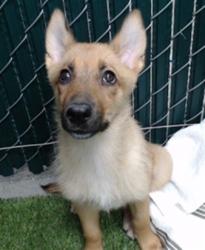 Shelter Stray Female Dog last seen , 11258 Garfield Ave, Downey, CA 90242, USA