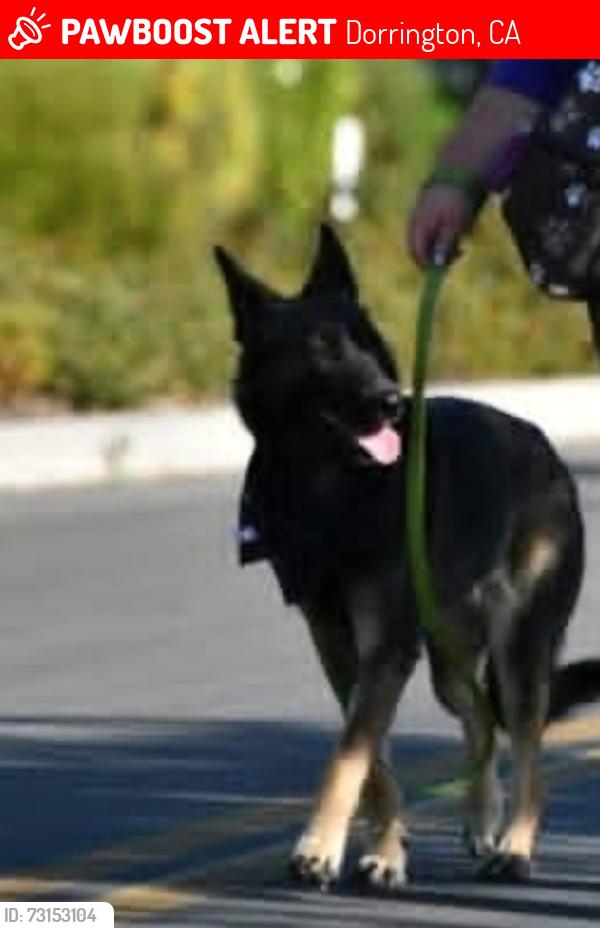 Lost Female Dog last seen Black spring hov, Dorrington, CA 95223