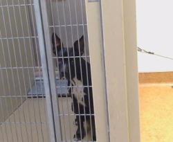Shelter Stray Female Dog last seen Near BLOCK BADSHAW RD, 3839 Bradshaw Rd, Sacramento, CA 95827, USA