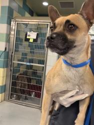 Shelter Stray Female Dog last seen TIGER LN/N RAMONA BLVD, SAN JACINTO CA 92583, 581 S Grand Ave, San Jacinto, CA 92582, USA