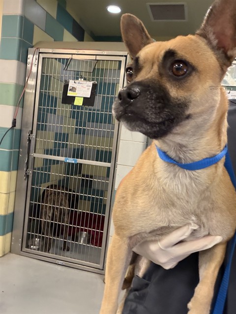 Shelter Stray Female Dog last seen TIGER LN/N RAMONA BLVD, SAN JACINTO CA 92583, 581 S Grand Ave, San Jacinto, CA 92582, USA