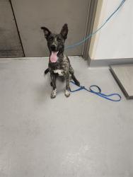 Shelter Stray Male Dog last seen MINTO WAY, HEMET CITY, 581 S Grand Ave, San Jacinto, CA 92582, USA