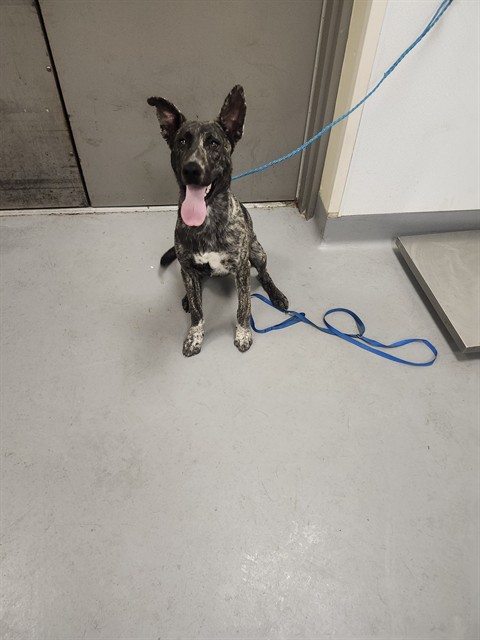 Shelter Stray Male Dog last seen MINTO WAY, HEMET CITY, 581 S Grand Ave, San Jacinto, CA 92582, USA