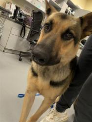 Shelter Stray Female Dog last seen MINTO WAY, HEMET CITY, 581 S Grand Ave, San Jacinto, CA 92582, USA