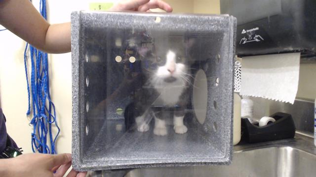 Shelter Stray Male Cat last seen Near BLOCK 19TH ST, DENVER CO 80202, 1241 W Bayaud Ave, Denver, CO 80223, USA