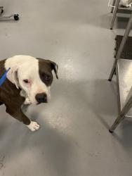 Shelter Stray Female Dog last seen Near BLOCK STETSON AVE, HEMET CITY, 581 S Grand Ave, San Jacinto, CA 92582, USA
