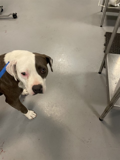Shelter Stray Female Dog last seen Near BLOCK STETSON AVE, HEMET CITY, 581 S Grand Ave, San Jacinto, CA 92582, USA