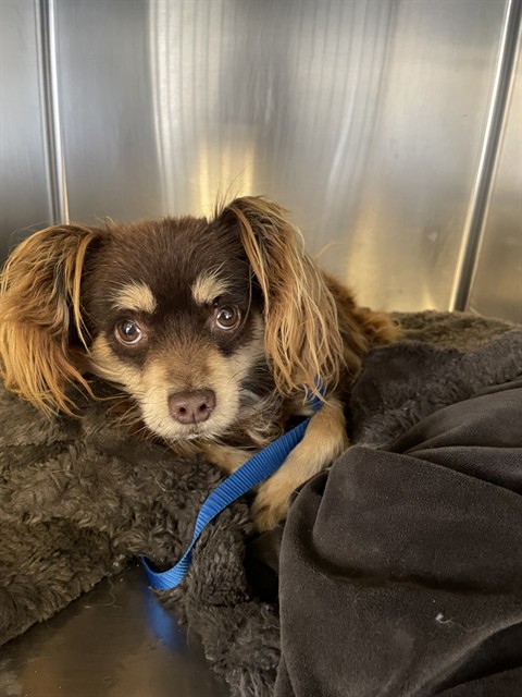 Shelter Stray Male Dog last seen Near BLOCK DAHLIA CT, HEMET CITY, 581 S Grand Ave, San Jacinto, CA 92582, USA