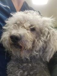 Shelter Stray Male Dog last seen Near BLOCK YALE ST, HEMET CITY, 581 S Grand Ave, San Jacinto, CA 92582, USA