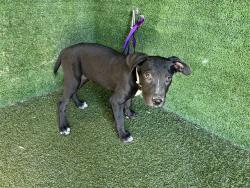Shelter Stray Female Dog last seen , 5210 W Ave I, Lancaster, CA 93536, USA