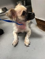 Shelter Stray Female Dog last seen ACACIA AND STATE, HEMET CITY, 581 S Grand Ave, San Jacinto, CA 92582, USA