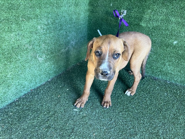Shelter Stray Female Dog last seen , 5210 W Ave I, Lancaster, CA 93536, USA