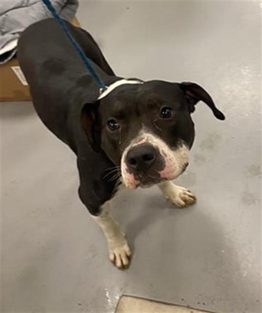 Shelter Stray Male Dog last seen Near BLOCK WHITTIER AVE, HEMET, CA, 581 S Grand Ave, San Jacinto, CA 92582, USA