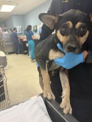 Shelter Stray Female Dog last seen Near BLOCK REDWOOD DR, PERRIS, CA, 6851 Van Buren Boulevard, Jurupa Valley, CA 92509, USA