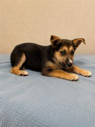 Shelter Stray Male Dog last seen , 38550 Sierra Hwy, Palmdale, CA 93550, USA