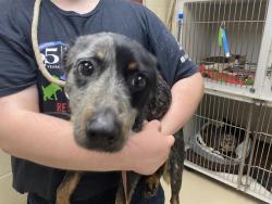 Shelter Stray Female Dog last seen 35TH LOCUST, 3839 W Burnham St, West Milwaukee, WI 53215, USA