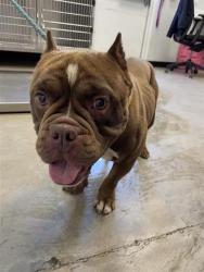 Shelter Stray Female Dog last seen Near BLOCK S HAYSTON AVE, FRESNO CA 93702 4514, 5277 E Airways Blvd, Fresno, CA 93727, USA