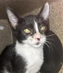 Shelter Stray Female Cat last seen Near BLOCK E KINGS CANYON RD, FRESNO CA 93727, 5277 E Airways Blvd, Fresno, CA 93727, USA