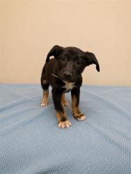 Shelter Stray Male Dog last seen , 38550 Sierra Hwy, Palmdale, CA 93550, USA