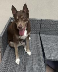 Reunited Male Dog last seen 95th kessler, Overland Park, KS 66212