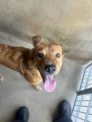 Shelter Stray Male Dog last seen MOSS ST AND OAKLAWN AVE, 130 Beyer Way, Chula Vista, CA 91911, USA