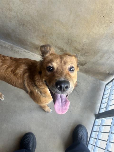 Shelter Stray Male Dog last seen MOSS ST AND OAKLAWN AVE, 130 Beyer Way, Chula Vista, CA 91911, USA