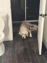 Reunited Male Dog last seen Near a and 329, Reddick, FL 32686