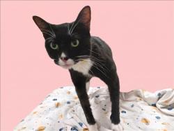 Shelter Stray Female Cat last seen , 1850 W 60th St, Los Angeles, CA 90047, USA