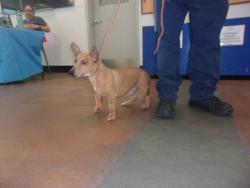 Shelter Stray Male Dog last seen , 14409 Vanowen St, Van Nuys, CA 91405, USA