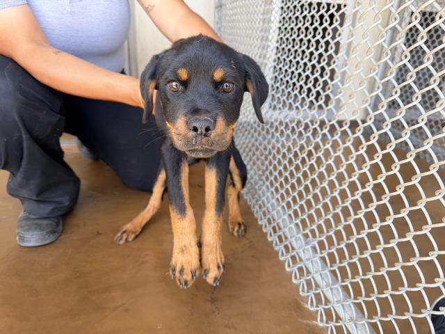 Shelter Stray Female Dog last seen GALILEO X PLACENTIA, 227 N D St, Perris, CA 92570, USA