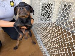 Shelter Stray Male Dog last seen GALILEO X PLACENTIA, 227 N D St, Perris, CA 92570, USA