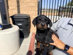 Shelter Stray Male Dog last seen GALILEO X PLACENTIA, 227 N D St, Perris, CA 92570, USA