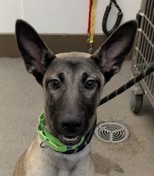 Shelter Stray Female Dog last seen , 4000 N Silverbell Rd, Tucson, AZ 85745, USA