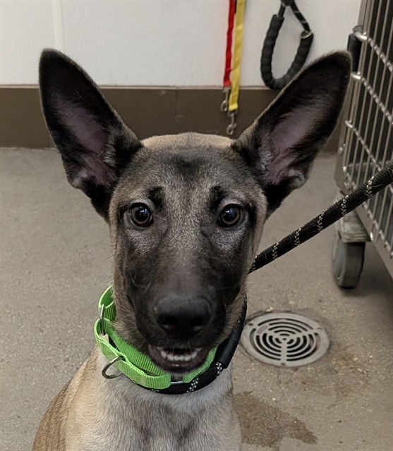 Shelter Stray Female Dog last seen , 4000 N Silverbell Rd, Tucson, AZ 85745, USA