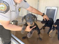 Shelter Stray Male Dog last seen GALILEO X PLACENTIA, 227 N D St, Perris, CA 92570, USA
