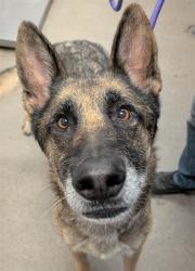 Shelter Stray Male Dog last seen , 4000 N Silverbell Rd, Tucson, AZ 85745, USA