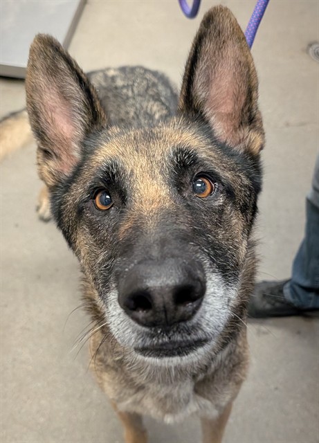 Shelter Stray Male Dog last seen , 4000 N Silverbell Rd, Tucson, AZ 85745, USA