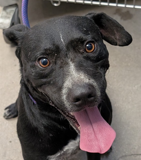 Shelter Stray Male Dog last seen , 4000 N Silverbell Rd, Tucson, AZ 85745, USA