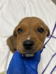 Shelter Stray Male Dog last seen Near BLOCK TIMBER MESA ST, LAS VEGAS NV 89139, 655 N Mojave Rd, Las Vegas, NV 89101, USA