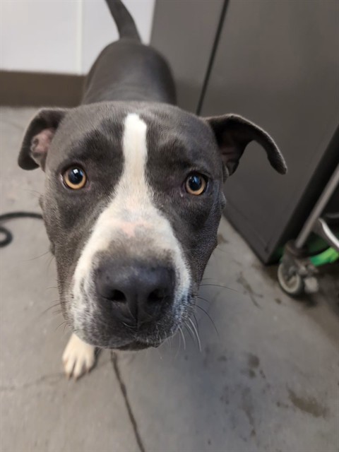 Shelter Stray Female Dog last seen , 4000 N Silverbell Rd, Tucson, AZ 85745, USA