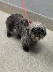 Shelter Stray Female Dog last seen GOWEN AND SIMMONS, 655 N Mojave Rd, Las Vegas, NV 89101, USA