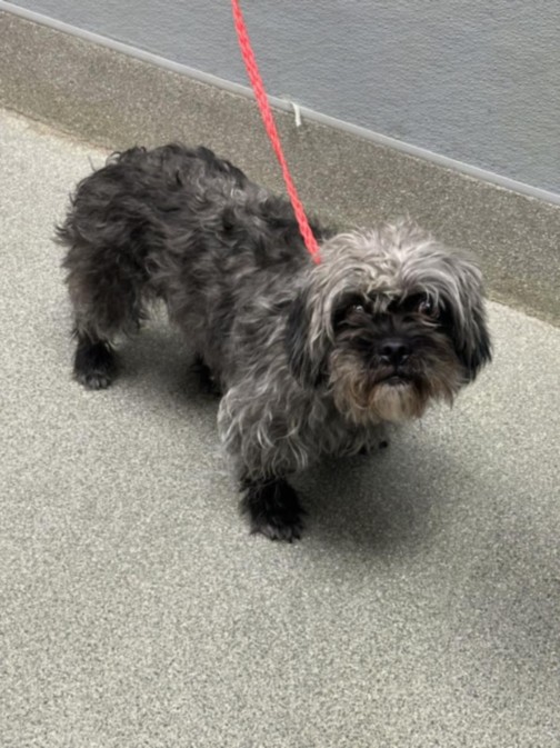 Shelter Stray Female Dog last seen GOWEN AND SIMMONS, 655 N Mojave Rd, Las Vegas, NV 89101, USA