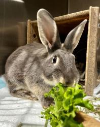 Shelter Stray Male Other last seen Near BLOCK OAKDALE NEAR NEWHALL, 1419 Bryant St, San Francisco, CA 94103, USA