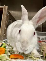 Shelter Stray Female Other last seen Near BLOCK OAKDALE NEAR NEWHALL, 1419 Bryant St, San Francisco, CA 94103, USA