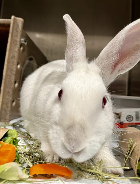 Shelter Stray Female Other last seen Near BLOCK OAKDALE NEAR NEWHALL, 1419 Bryant St, San Francisco, CA 94103, USA